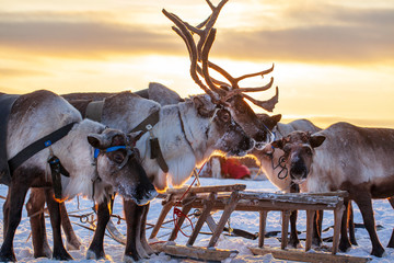 The extreme north, Yamal Peninsula,   reindeer in Tundra , Deer harness with reindeer, pasture of...