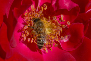 close up of bee gathering pollen inside red rose
