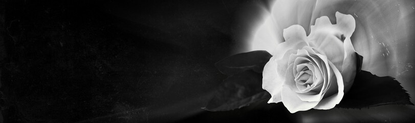 Panele Szklane  Biała Róża na ciemnym tle z teksturą. Karta kondolencyjna. Puste miejsce na emocjonalny, sentymentalny tekst lub cytat. Obraz czarno-biały