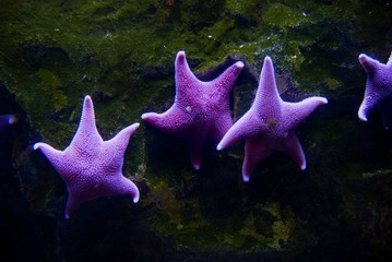 Purple starfish under the sea