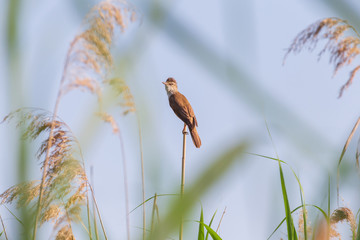great reed warbler sitting on dry reed