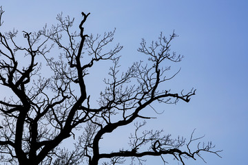 black tree branch silhouettes against a blue sky