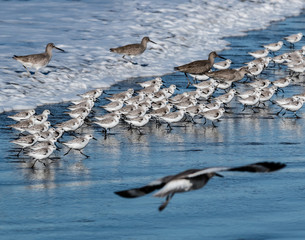 Sanderlings On The Hunt