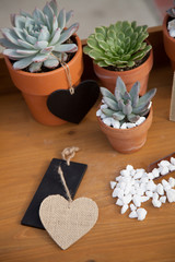 Succulent Plants On Garden Bench