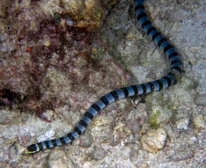 Yellow Lipped Sea Krait (Laticauda colubrina)