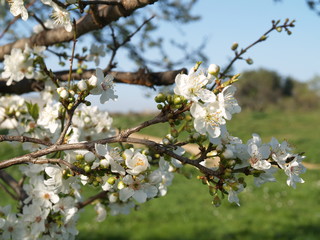 cherry blossom in spring