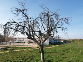 tree in a field