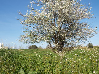 blooming apple tree in spring