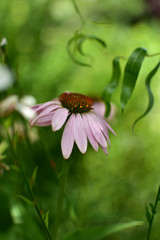 Blooming Echinacea flower on a wet background.