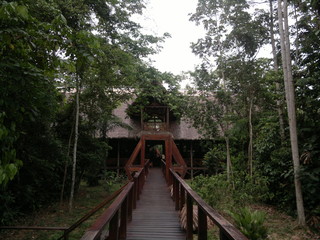Jungle house