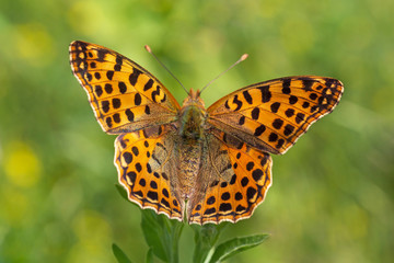 close up of fritillary butterfly with opened wings sitting in grass