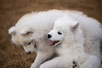 Fototapeta premium Two little white samoyed puppy playing outside in the park