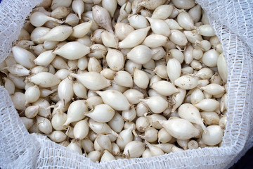 White small onions for growing