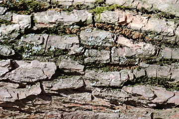 old tree bark close-up macro