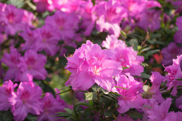 Pink azalea bush in greenhouse. Beautiful flowers. Season of flowering azaleas.