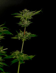 Green ripened French cookies marijuana big flower with black background