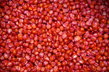 Corn seed texture, agriculture background. Concept of early spring crops