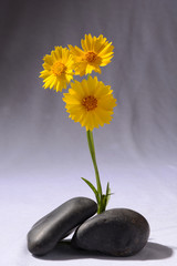 Flowers placed on a rock balancing setup