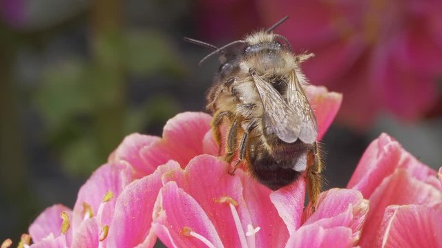 A macro shot of two honey bees piggyback on a flower.