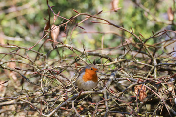 Rouge-gorge sous un soleil d'hiver