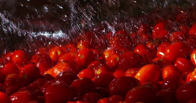 Cherry tomatoes in a colander under running water, Fresh tomatoes in drops of dew as a background.