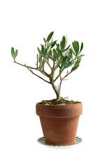 Olive tree plant in pot isolated on White background