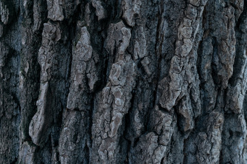 Background made of bark of wood