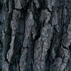 Background made of bark of wood