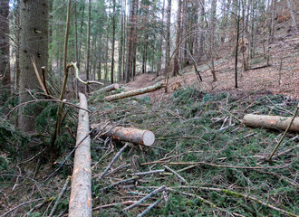 SCHLÄGERUNGSARBEITEN . FORESTRY WORKS