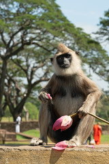 Monkey with lotus flower sitting near Buddhist temple, Sri Lanka