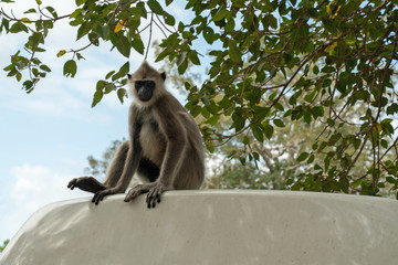 Monkey sitting on the car, Sri Lanka.