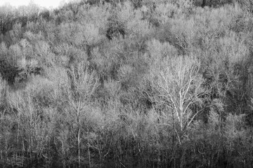 Winter hillside trees