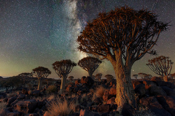 Quiver trees at Keetmanshoop in Namibia