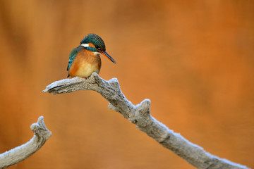 Common kingfisher - Alcedo Atthis sitting on a tree branch