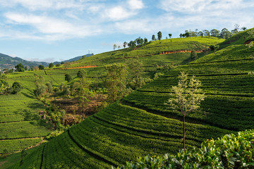 Fototapeta na wymiar Green hills landscape with tea plantations in Sri Lanka, Nuwara Eliya
