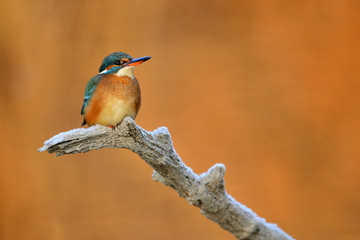 Common kingfisher - Alcedo Atthis sitting on a tree branch