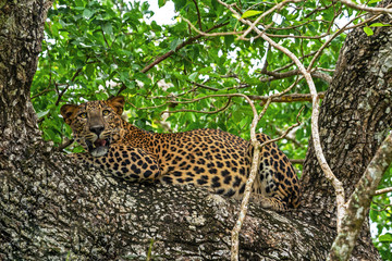 Leopard wild panther snarling animal laying on the tree in jungle, Yala National Park, Sri Lanka