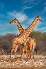 Naklejka na ściany i meble Giraffe mating ritual in Etosha Nature reserve in Namibia