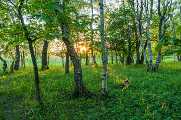 Forest in summer colors. Green colored deciduous trees in golden sunlight. Laelatu, Estonia, Europe