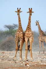 Giraffe mating ritual in Etosha Nature reserve in Namibia