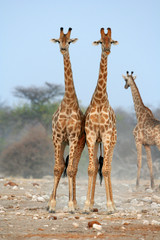 Giraffe mating ritual in Etosha Nature reserve in Namibia
