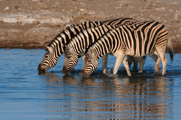Fototapeta na wymiar 3 Zebra drinking water from a waterhole in Etosha nature reserve