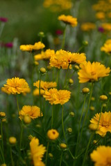 Yellow Ian slopes on a green background in the garden.
