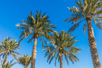 Naklejka premium palm trees on Corniche Seaside Promenade in Doha, Qatar