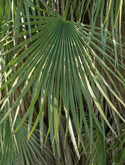 fan palm leaf texture on a sunny day. Palm leaf as a natural background