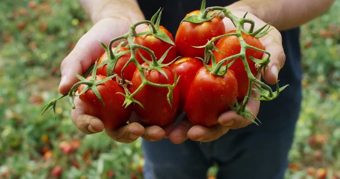 Tomato harvest. Farmers hands with freshly harvested tomatoes, Ripe natural tomatoes growing on a branch in a greenhouse.
