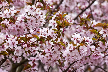 Blooming pink sakura in early spring