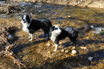 Naklejka na ściany i meble Stunning dogs enjoys cool river water.