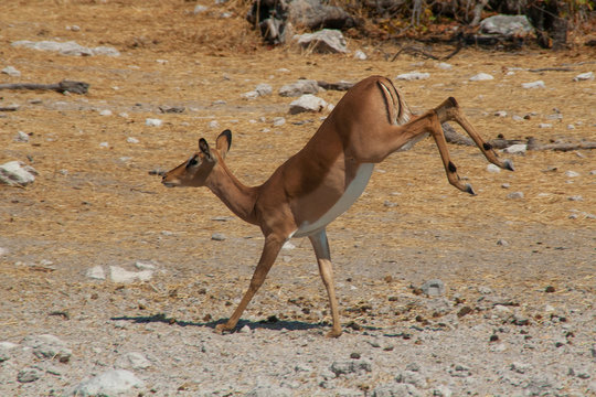 Handbrake Impala antelope with hind legs in the air while jumping