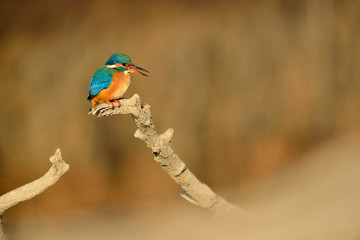 Common kingfisher - Alcedo Atthis sitting on a tree branch